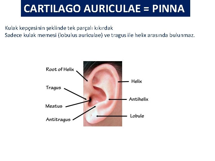 CARTILAGO AURICULAE = PINNA Kulak kepçesinin şeklinde tek parçalı kıkırdak Sadece kulak memesi (lobulus CARTILAGO AURICULAE = PINNA Kulak kepçesinin şeklinde tek parçalı kıkırdak Sadece kulak memesi (lobulus