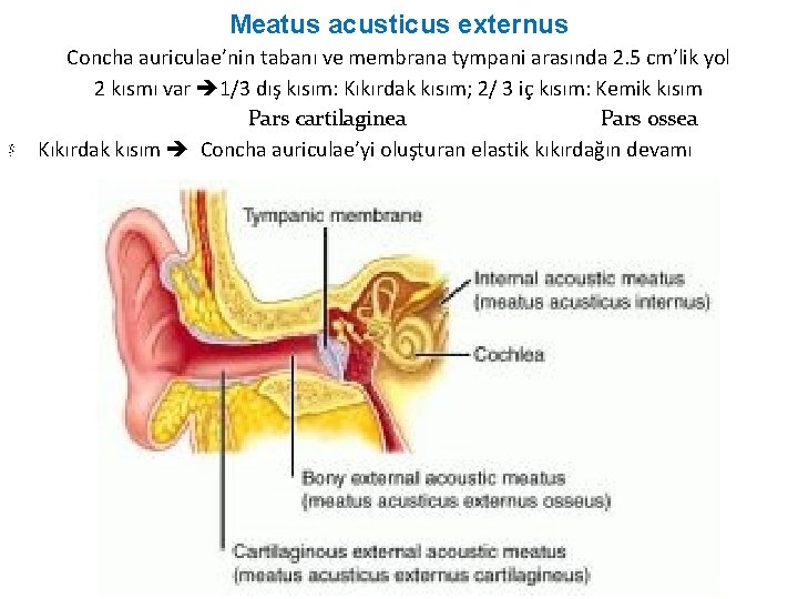 Meatus acusticus externus Concha auriculae’nin tabanı ve membrana tympani arasında 2. 5 cm’lik yol