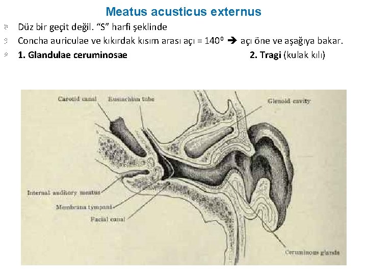 Meatus acusticus externus Düz bir geçit değil. “S” harfi şeklinde Concha auriculae ve kıkırdak Meatus acusticus externus Düz bir geçit değil. “S” harfi şeklinde Concha auriculae ve kıkırdak
