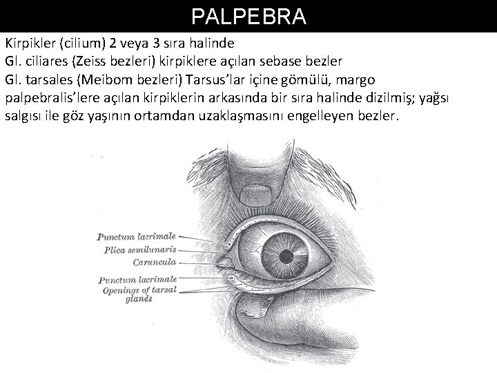 PALPEBRA Kirpikler (cilium) 2 veya 3 sıra halinde Gl. ciliares (Zeiss bezleri) kirpiklere açılan
