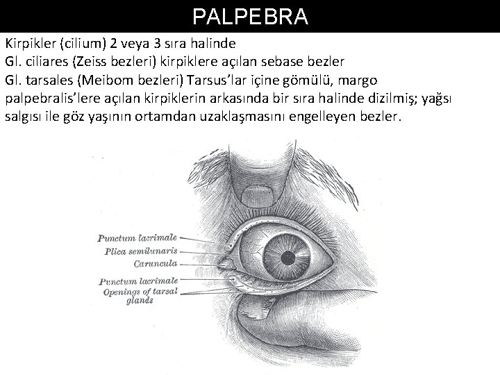 PALPEBRA Kirpikler (cilium) 2 veya 3 sıra halinde Gl. ciliares (Zeiss bezleri) kirpiklere açılan PALPEBRA Kirpikler (cilium) 2 veya 3 sıra halinde Gl. ciliares (Zeiss bezleri) kirpiklere açılan