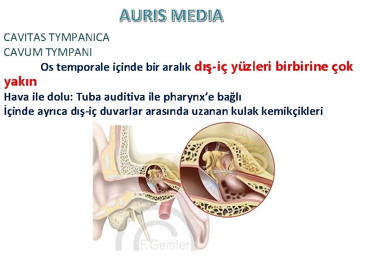 AURIS MEDIA CAVITAS TYMPANICA CAVUM TYMPANI Os temporale içinde bir aralık dış-iç yüzleri birbirine AURIS MEDIA CAVITAS TYMPANICA CAVUM TYMPANI Os temporale içinde bir aralık dış-iç yüzleri birbirine