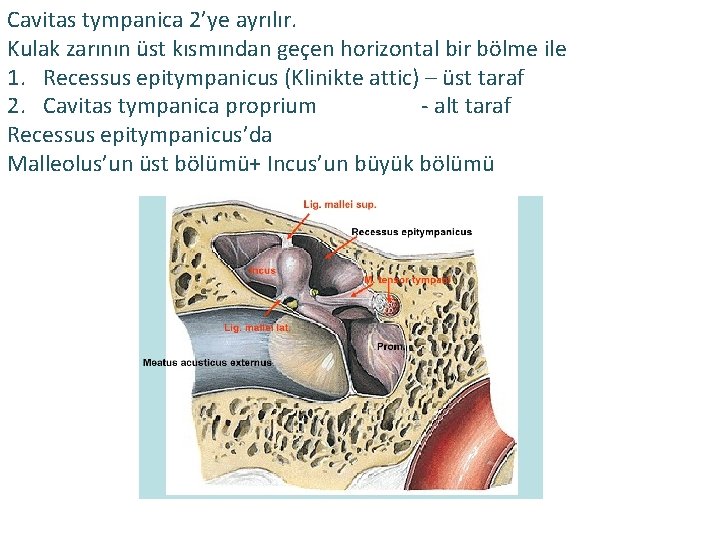 Cavitas tympanica 2’ye ayrılır. Kulak zarının üst kısmından geçen horizontal bir bölme ile 1.