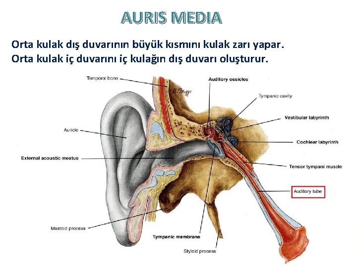 AURIS MEDIA Orta kulak dış duvarının büyük kısmını kulak zarı yapar. Orta kulak iç