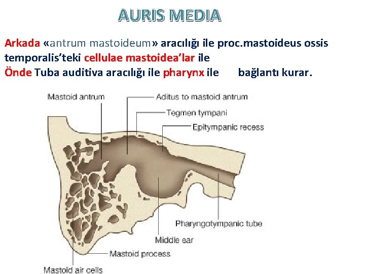 AURIS MEDIA Arkada «antrum mastoideum» aracılığı ile proc. mastoideus ossis temporalis’teki cellulae mastoidea’lar ile AURIS MEDIA Arkada «antrum mastoideum» aracılığı ile proc. mastoideus ossis temporalis’teki cellulae mastoidea’lar ile
