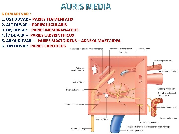 AURIS MEDIA 6 DUVARI VAR : 1. ÜST DUVAR – PARIES TEGMENTALIS 2. ALT AURIS MEDIA 6 DUVARI VAR : 1. ÜST DUVAR – PARIES TEGMENTALIS 2. ALT