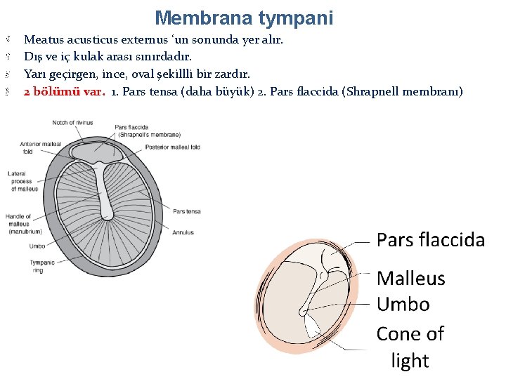 Membrana tympani Meatus acusticus externus ‘un sonunda yer alır. Dış ve iç kulak arası Membrana tympani Meatus acusticus externus ‘un sonunda yer alır. Dış ve iç kulak arası