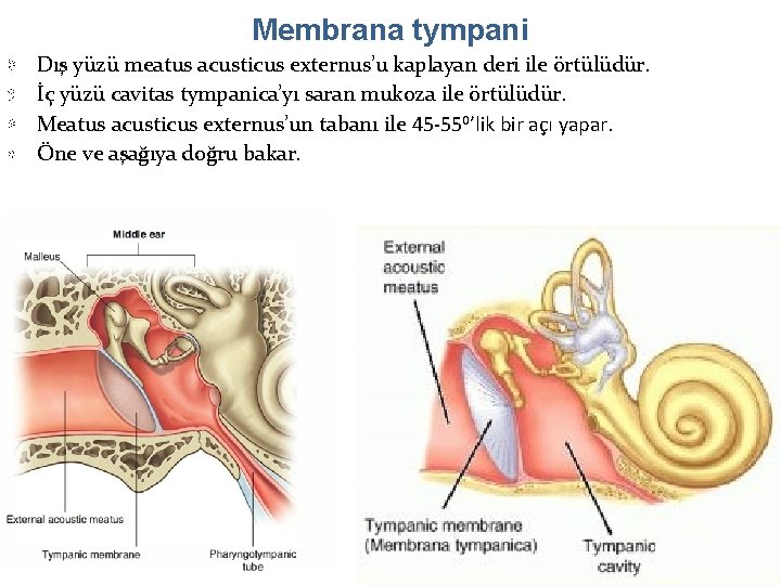 Membrana tympani Dış yüzü meatus acusticus externus’u kaplayan deri ile örtülüdür. İç yüzü cavitas Membrana tympani Dış yüzü meatus acusticus externus’u kaplayan deri ile örtülüdür. İç yüzü cavitas