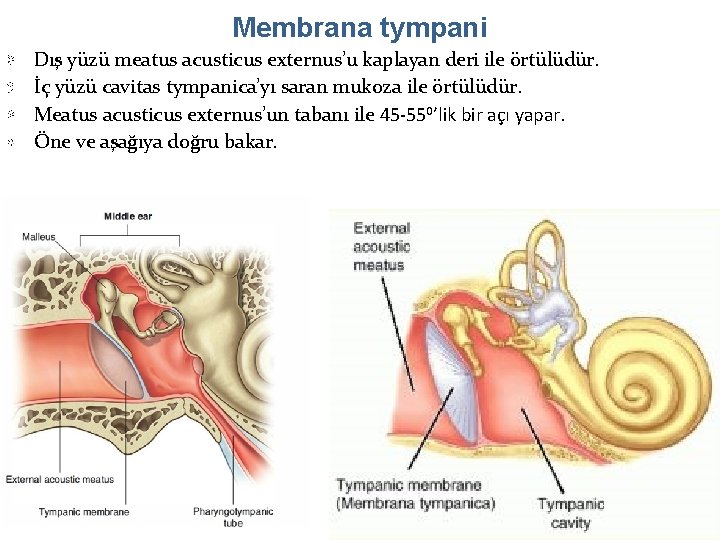 Membrana tympani Dış yüzü meatus acusticus externus’u kaplayan deri ile örtülüdür. İç yüzü cavitas