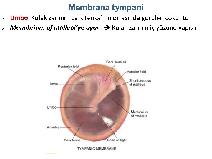 Membrana tympani Umbo Kulak zarının pars tensa’nın ortasında görülen çöküntü Manubrium of malleoi’ye uyar.