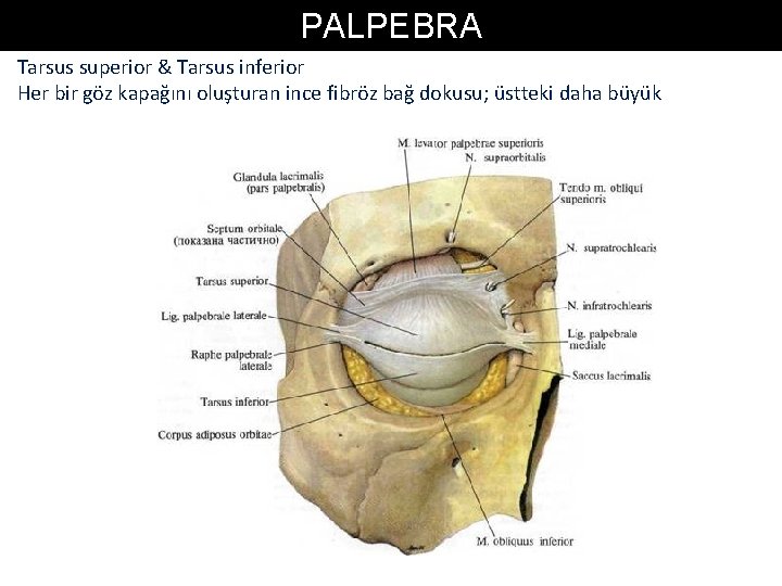 PALPEBRA Tarsus superior & Tarsus inferior Her bir göz kapağını oluşturan ince fibröz bağ PALPEBRA Tarsus superior & Tarsus inferior Her bir göz kapağını oluşturan ince fibröz bağ