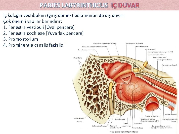 PARIES LABYRINTHICUS iÇ DUVAR İç kulağın vestibulum (giriş demek) bölümünün de dış duvarı Çok