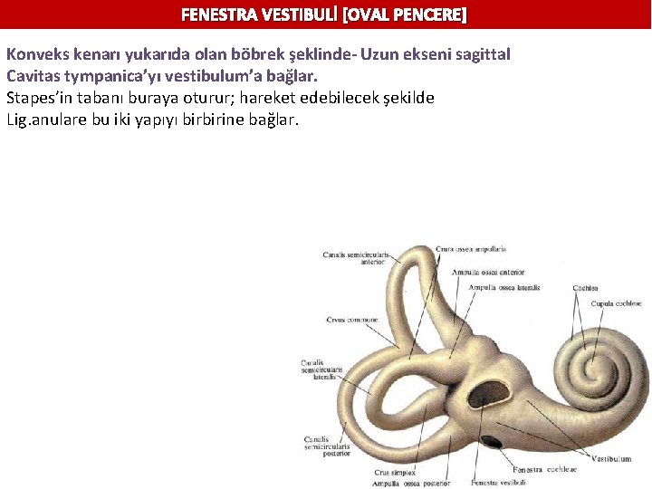 FENESTRA VESTIBULİ [OVAL PENCERE] Konveks kenarı yukarıda olan böbrek şeklinde- Uzun ekseni sagittal Cavitas