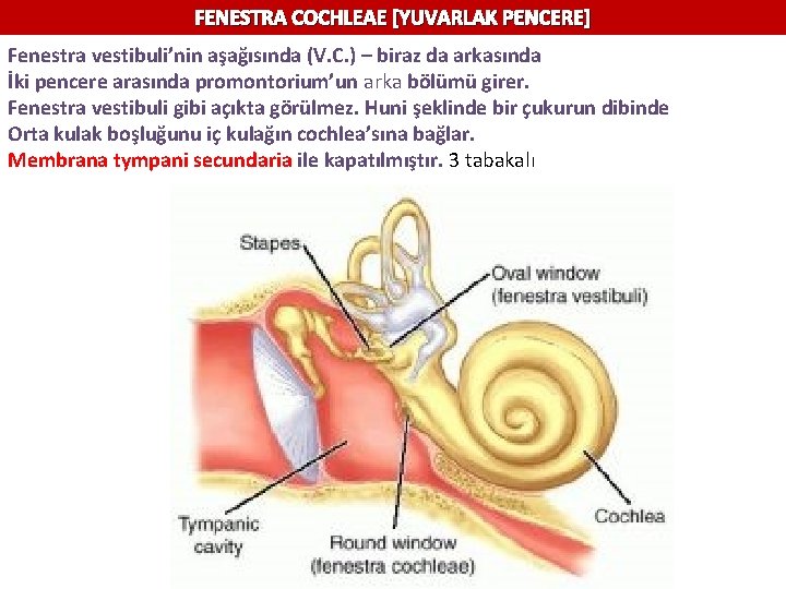 FENESTRA COCHLEAE [YUVARLAK PENCERE] Fenestra vestibuli’nin aşağısında (V. C. ) – biraz da arkasında