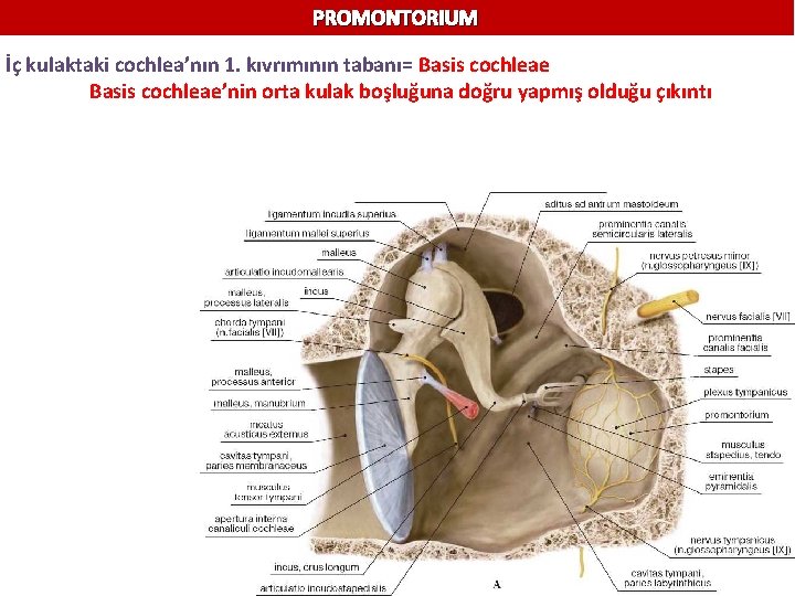 PROMONTORIUM İç kulaktaki cochlea’nın 1. kıvrımının tabanı= Basis cochleae’nin orta kulak boşluğuna doğru yapmış PROMONTORIUM İç kulaktaki cochlea’nın 1. kıvrımının tabanı= Basis cochleae’nin orta kulak boşluğuna doğru yapmış