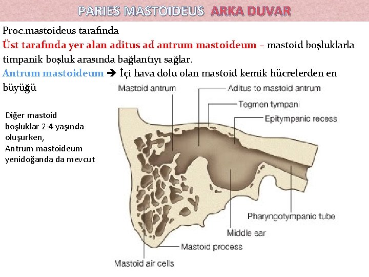 PARIES MASTOIDEUS ARKA DUVAR Proc. mastoideus tarafında Üst tarafında yer alan aditus ad antrum PARIES MASTOIDEUS ARKA DUVAR Proc. mastoideus tarafında Üst tarafında yer alan aditus ad antrum