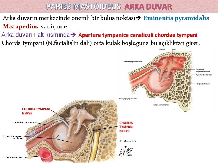 PARIES MASTOIDEUS ARKA DUVAR Arka duvarın merkezinde önemli bir buluş noktası Eminentia pyramidalis M. PARIES MASTOIDEUS ARKA DUVAR Arka duvarın merkezinde önemli bir buluş noktası Eminentia pyramidalis M.