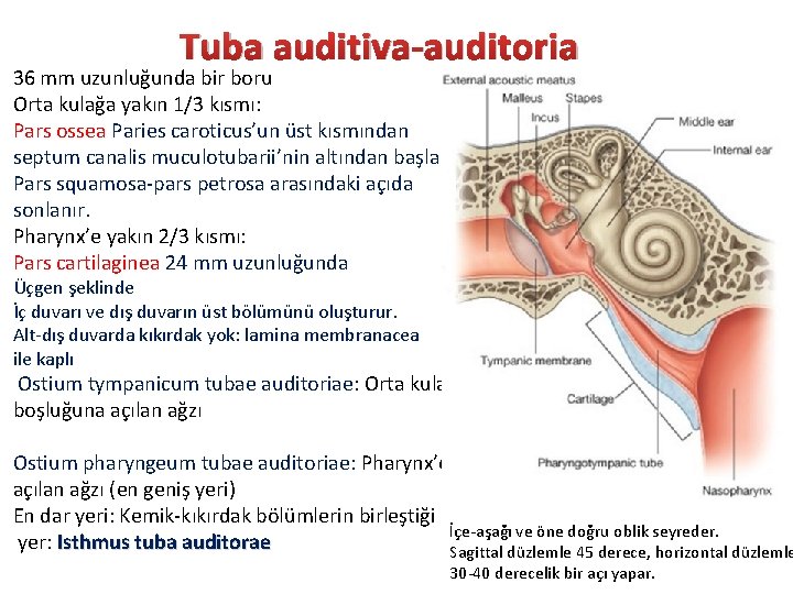 Tuba auditiva-auditoria 36 mm uzunluğunda bir boru Orta kulağa yakın 1/3 kısmı: Pars ossea