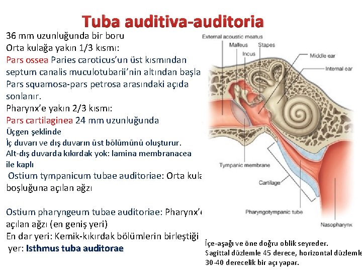 Tuba auditiva-auditoria 36 mm uzunluğunda bir boru Orta kulağa yakın 1/3 kısmı: Pars ossea Tuba auditiva-auditoria 36 mm uzunluğunda bir boru Orta kulağa yakın 1/3 kısmı: Pars ossea
