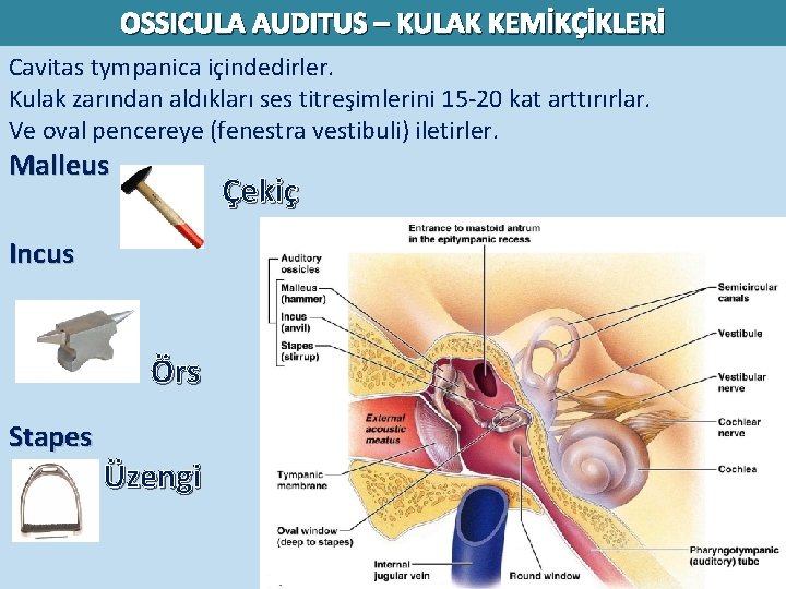 OSSICULA AUDITUS – KULAK KEMİKÇİKLERİ Cavitas tympanica içindedirler. Kulak zarından aldıkları ses titreşimlerini 15 OSSICULA AUDITUS – KULAK KEMİKÇİKLERİ Cavitas tympanica içindedirler. Kulak zarından aldıkları ses titreşimlerini 15