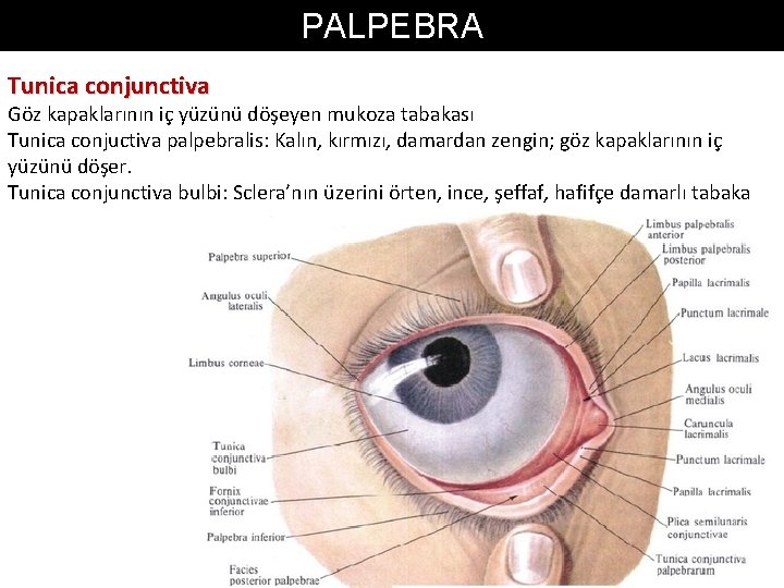 PALPEBRA Tunica conjunctiva Göz kapaklarının iç yüzünü döşeyen mukoza tabakası Tunica conjuctiva palpebralis: Kalın,