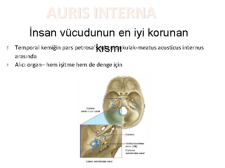 AURIS INTERNA İnsan vücudunun en iyi korunan Temporal kemiğin pars petrosa’sında orta kulak-meatus acusticus AURIS INTERNA İnsan vücudunun en iyi korunan Temporal kemiğin pars petrosa’sında orta kulak-meatus acusticus