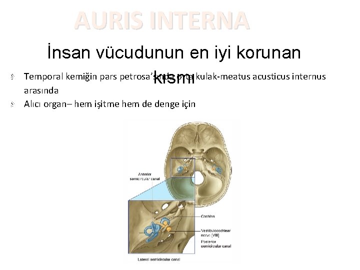 AURIS INTERNA İnsan vücudunun en iyi korunan Temporal kemiğin pars petrosa’sında orta kulak-meatus acusticus