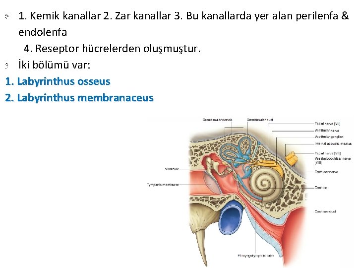 1. Kemik kanallar 2. Zar kanallar 3. Bu kanallarda yer alan perilenfa & endolenfa 1. Kemik kanallar 2. Zar kanallar 3. Bu kanallarda yer alan perilenfa & endolenfa