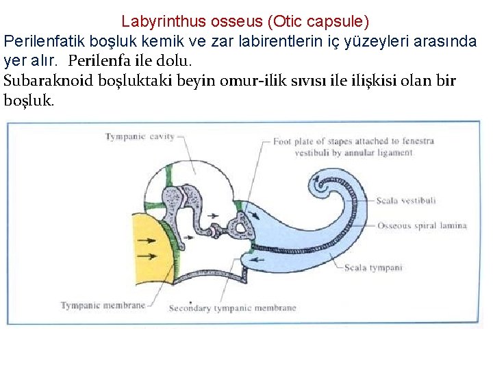 Labyrinthus osseus (Otic capsule) Perilenfatik boşluk kemik ve zar labirentlerin iç yüzeyleri arasında yer