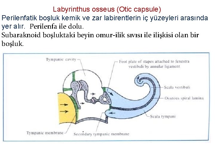Labyrinthus osseus (Otic capsule) Perilenfatik boşluk kemik ve zar labirentlerin iç yüzeyleri arasında yer Labyrinthus osseus (Otic capsule) Perilenfatik boşluk kemik ve zar labirentlerin iç yüzeyleri arasında yer