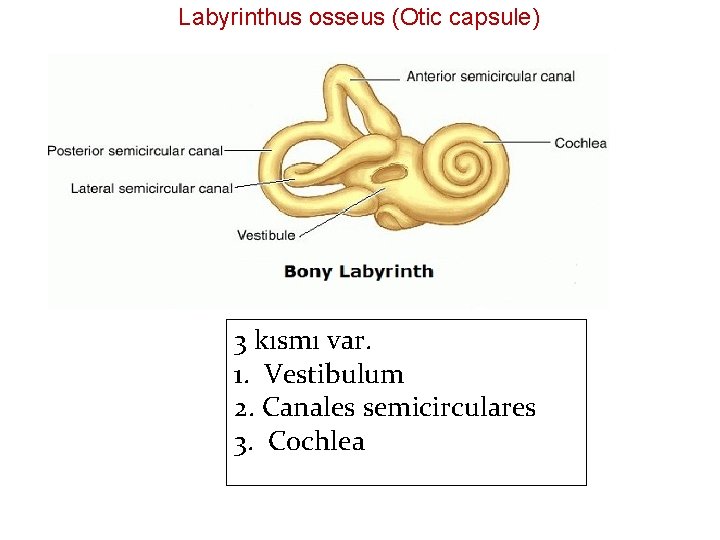 Labyrinthus osseus (Otic capsule) 3 kısmı var. 1. Vestibulum 2. Canales semicirculares 3. Cochlea