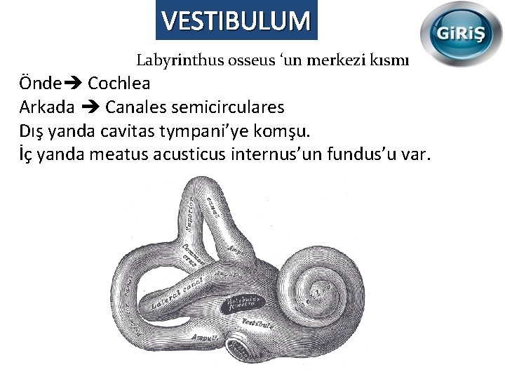 VESTIBULUM Labyrinthus osseus ‘un merkezi kısmı Önde Cochlea Arkada Canales semicirculares Dış yanda cavitas