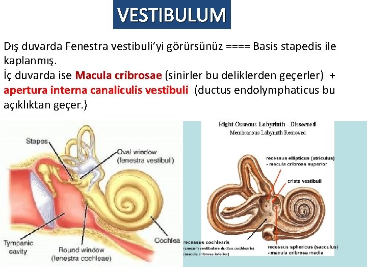 VESTIBULUM Dış duvarda Fenestra vestibuli’yi görürsünüz ==== Basis stapedis ile kaplanmış. İç duvarda ise