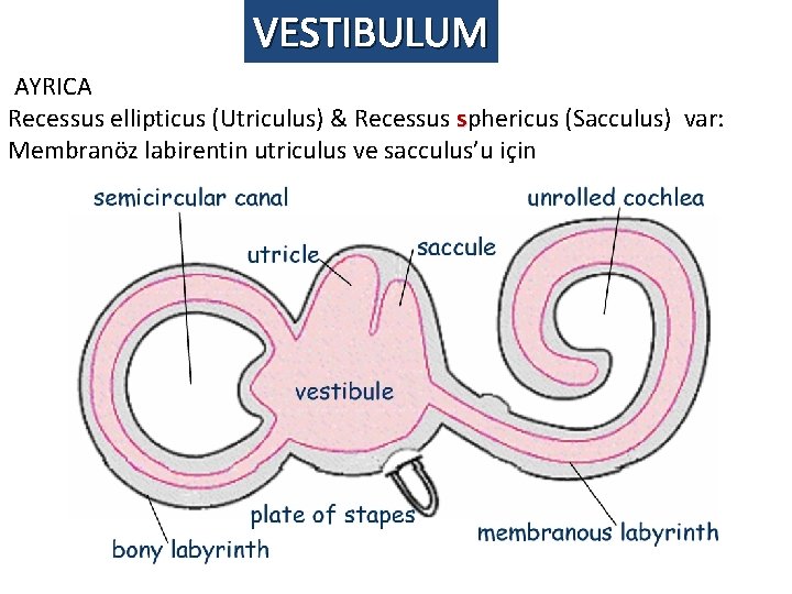 VESTIBULUM AYRICA Recessus ellipticus (Utriculus) & Recessus sphericus (Sacculus) var: Membranöz labirentin utriculus ve