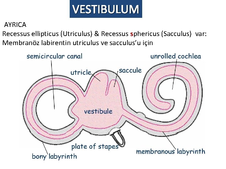 VESTIBULUM AYRICA Recessus ellipticus (Utriculus) & Recessus sphericus (Sacculus) var: Membranöz labirentin utriculus ve VESTIBULUM AYRICA Recessus ellipticus (Utriculus) & Recessus sphericus (Sacculus) var: Membranöz labirentin utriculus ve