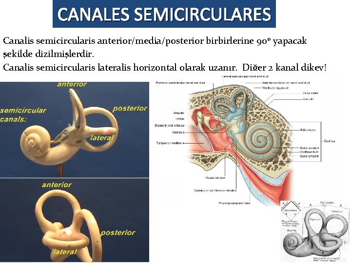 CANALES SEMICIRCULARES Canalis semicircularis anterior/media/posterior birbirlerine 900 yapacak şekilde dizilmişlerdir. Canalis semicircularis lateralis horizontal CANALES SEMICIRCULARES Canalis semicircularis anterior/media/posterior birbirlerine 900 yapacak şekilde dizilmişlerdir. Canalis semicircularis lateralis horizontal