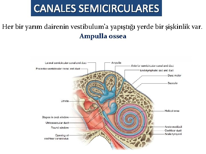 CANALES SEMICIRCULARES Her bir yarım dairenin vestibulum’a yapıştığı yerde bir şişkinlik var. Ampulla ossea CANALES SEMICIRCULARES Her bir yarım dairenin vestibulum’a yapıştığı yerde bir şişkinlik var. Ampulla ossea