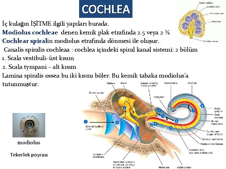 COCHLEA İç kulağın İŞİTME ilgili yapıları burada. Modiolus cochleae denen kemik plak etrafında 2.
