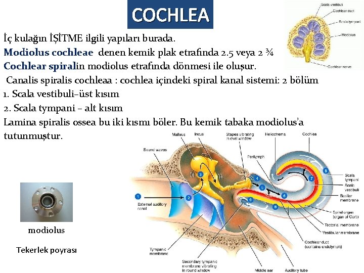 COCHLEA İç kulağın İŞİTME ilgili yapıları burada. Modiolus cochleae denen kemik plak etrafında 2. COCHLEA İç kulağın İŞİTME ilgili yapıları burada. Modiolus cochleae denen kemik plak etrafında 2.