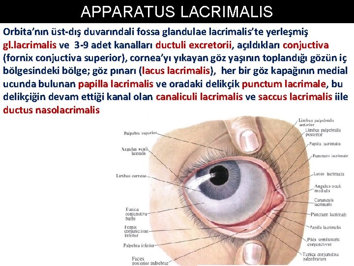 APPARATUS LACRIMALIS Orbita’nın üst-dış duvarındali fossa glandulae lacrimalis’te yerleşmiş gl. lacrimalis ve 3 -9