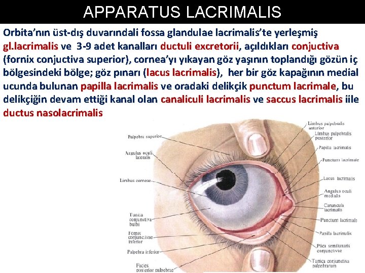 APPARATUS LACRIMALIS Orbita’nın üst-dış duvarındali fossa glandulae lacrimalis’te yerleşmiş gl. lacrimalis ve 3 -9 APPARATUS LACRIMALIS Orbita’nın üst-dış duvarındali fossa glandulae lacrimalis’te yerleşmiş gl. lacrimalis ve 3 -9