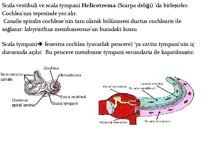 Scala vestibuli ve scala tympani Helicotrema (Scarpa deliği) ’da birleşirler. Cochlea’nın tepesinde yer alır. Scala vestibuli ve scala tympani Helicotrema (Scarpa deliği) ’da birleşirler. Cochlea’nın tepesinde yer alır.