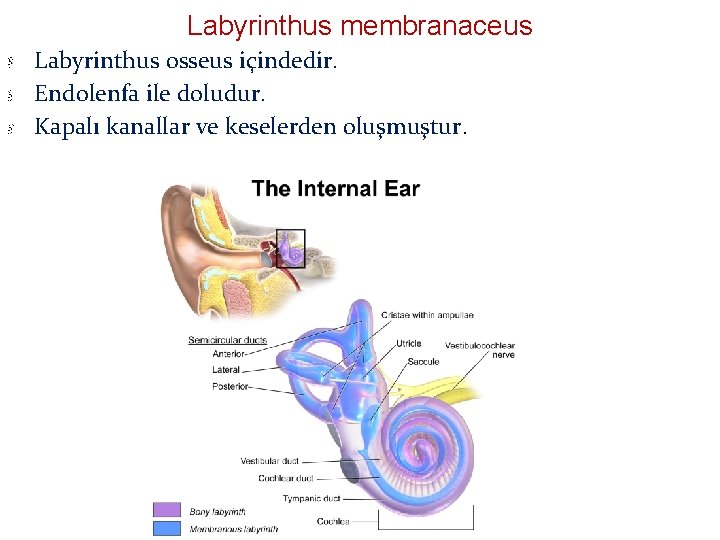 Labyrinthus membranaceus Labyrinthus osseus içindedir. Endolenfa ile doludur. Kapalı kanallar ve keselerden oluşmuştur. Labyrinthus membranaceus Labyrinthus osseus içindedir. Endolenfa ile doludur. Kapalı kanallar ve keselerden oluşmuştur.