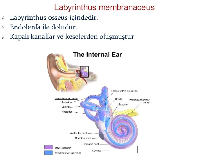 Labyrinthus membranaceus Labyrinthus osseus içindedir. Endolenfa ile doludur. Kapalı kanallar ve keselerden oluşmuştur. 