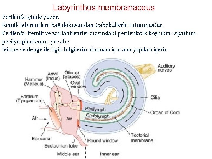 Labyrinthus membranaceus Perilenfa içinde yüzer. Kemik labirentlere bağ dokusundan trabeküllerle tutunmuştur. Perilenfa kemik ve Labyrinthus membranaceus Perilenfa içinde yüzer. Kemik labirentlere bağ dokusundan trabeküllerle tutunmuştur. Perilenfa kemik ve