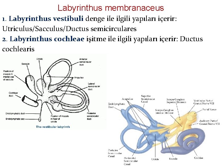 Labyrinthus membranaceus 1. Labyrinthus vestibuli denge ilgili yapıları içerir: Utriculus/Sacculus/Ductus semicirculares 2. Labyrinthus cochleae Labyrinthus membranaceus 1. Labyrinthus vestibuli denge ilgili yapıları içerir: Utriculus/Sacculus/Ductus semicirculares 2. Labyrinthus cochleae