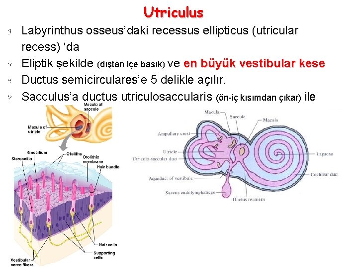 Utriculus Labyrinthus osseus’daki recessus ellipticus (utricular recess) ‘da Eliptik şekilde (dıştan içe basık) ve