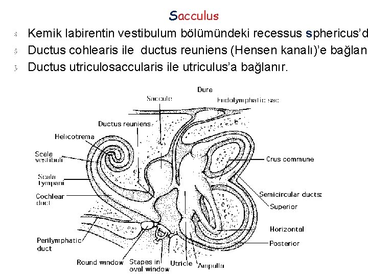 Sacculus Kemik labirentin vestibulum bölümündeki recessus sphericus’d Ductus cohlearis ile ductus reuniens (Hensen kanalı)’e