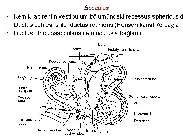 Sacculus Kemik labirentin vestibulum bölümündeki recessus sphericus’d Ductus cohlearis ile ductus reuniens (Hensen kanalı)’e Sacculus Kemik labirentin vestibulum bölümündeki recessus sphericus’d Ductus cohlearis ile ductus reuniens (Hensen kanalı)’e