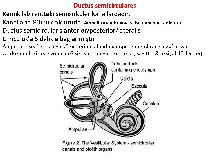 Ductus semicirculares Kemik labirentteki semisirküler kanallardadır. Kanalların ¼’ünü doldururla. Ampulla membranacea ise tamamını doldurur.